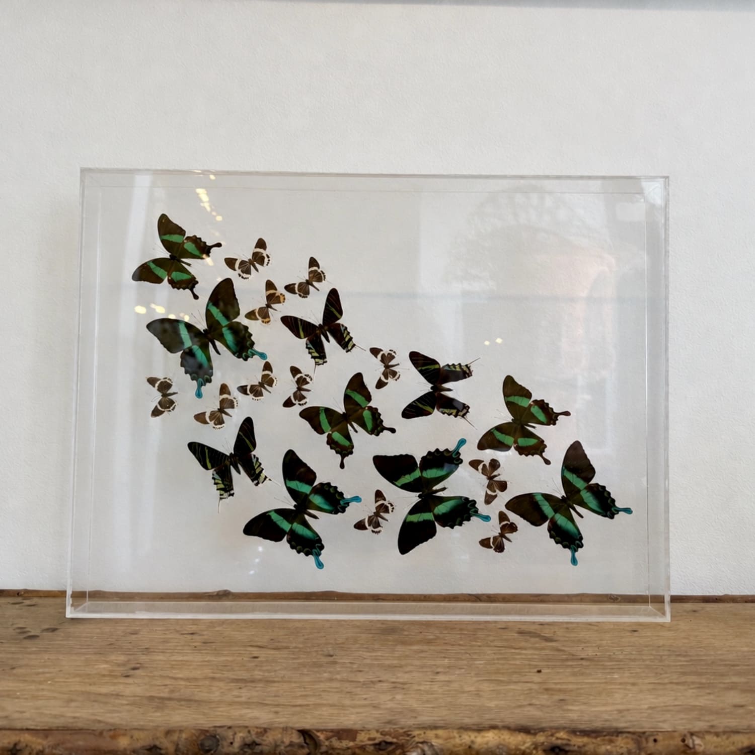 Papillons Verts