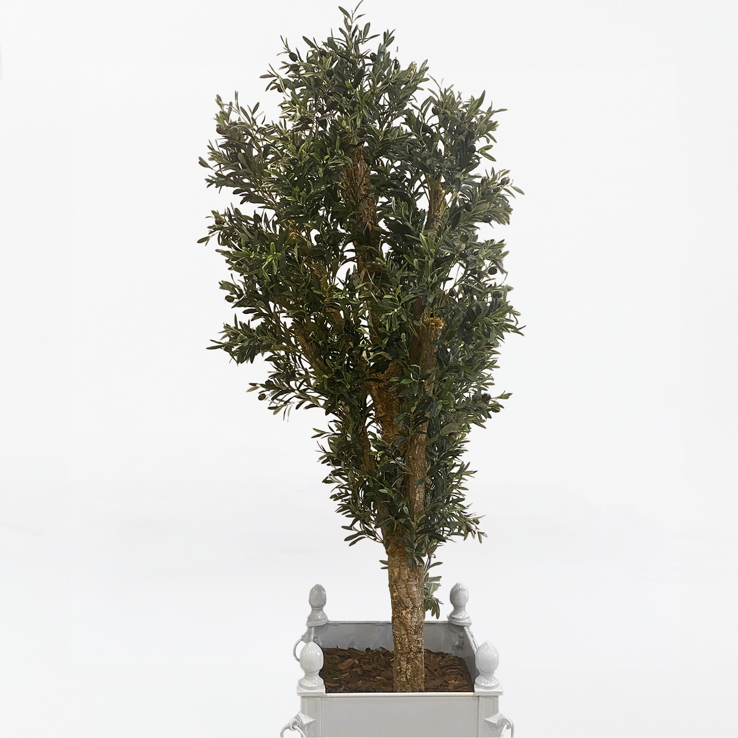 Pruned Olive Tree