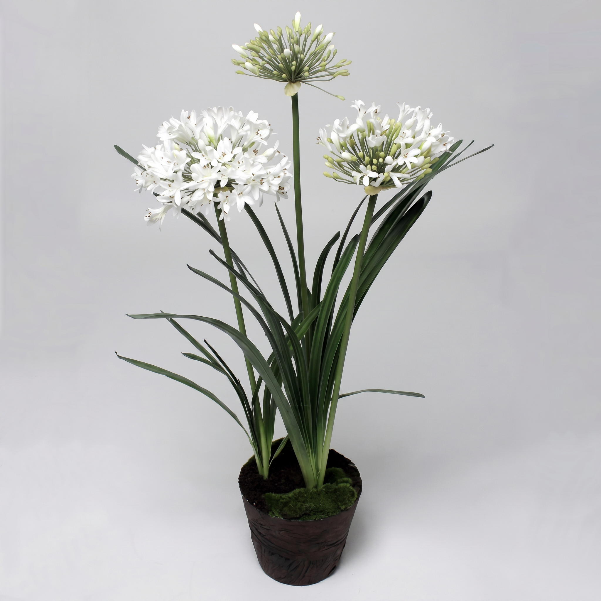 Agapanthus White