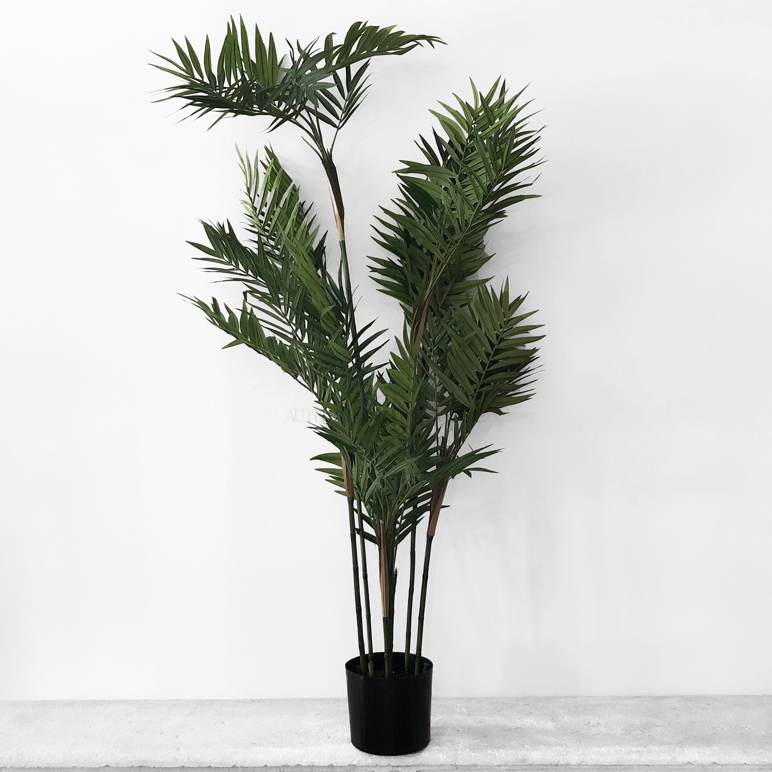 Parlour Palm