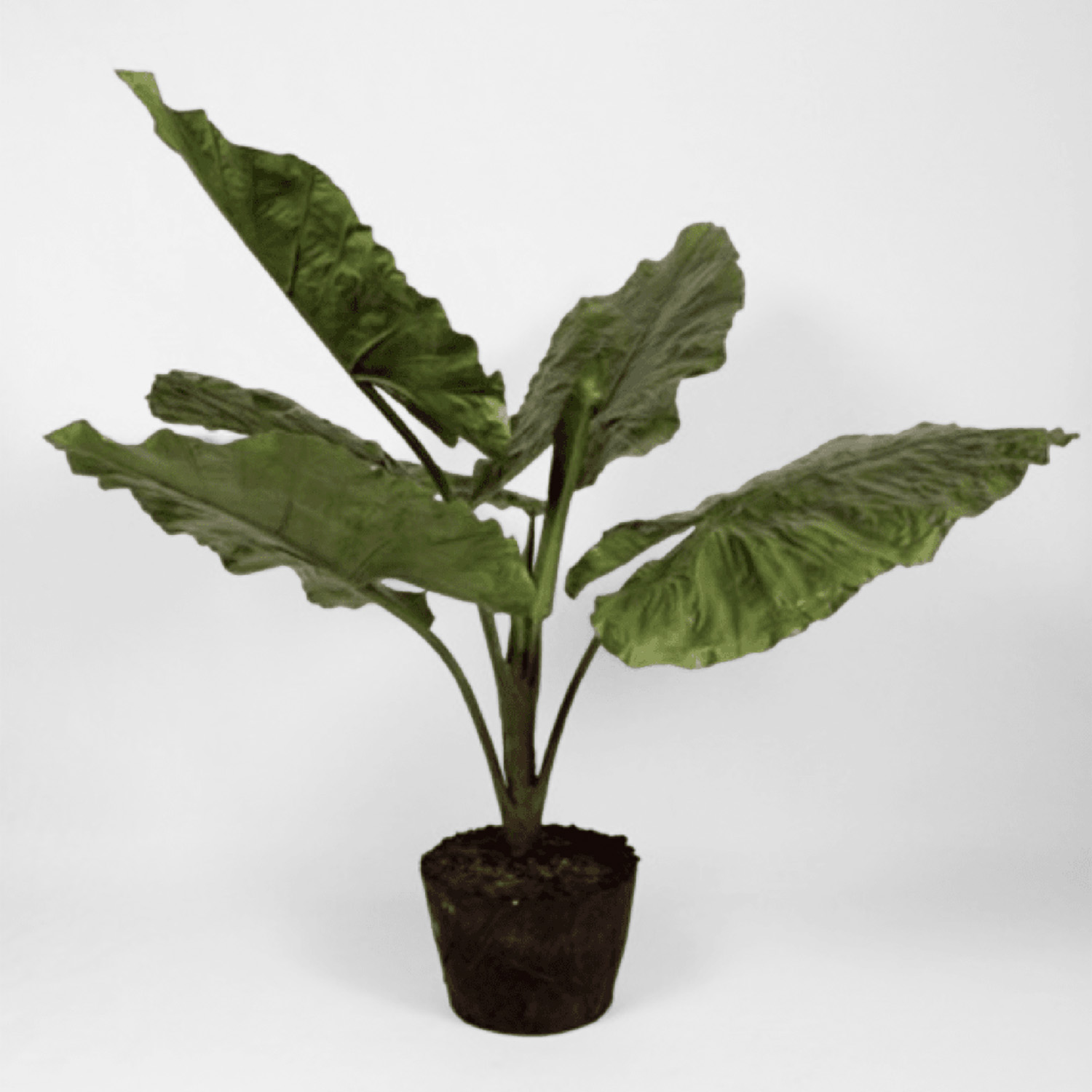 Taro Leaf