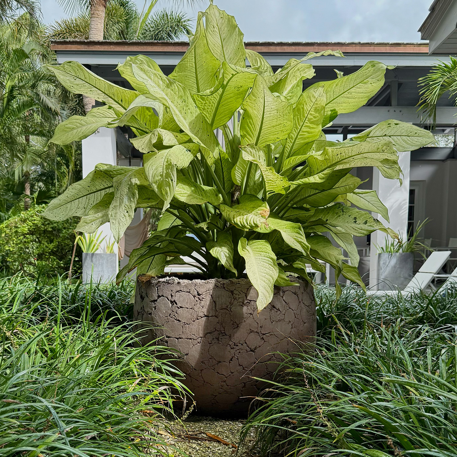 Pair of Contemporary Bowl Planters