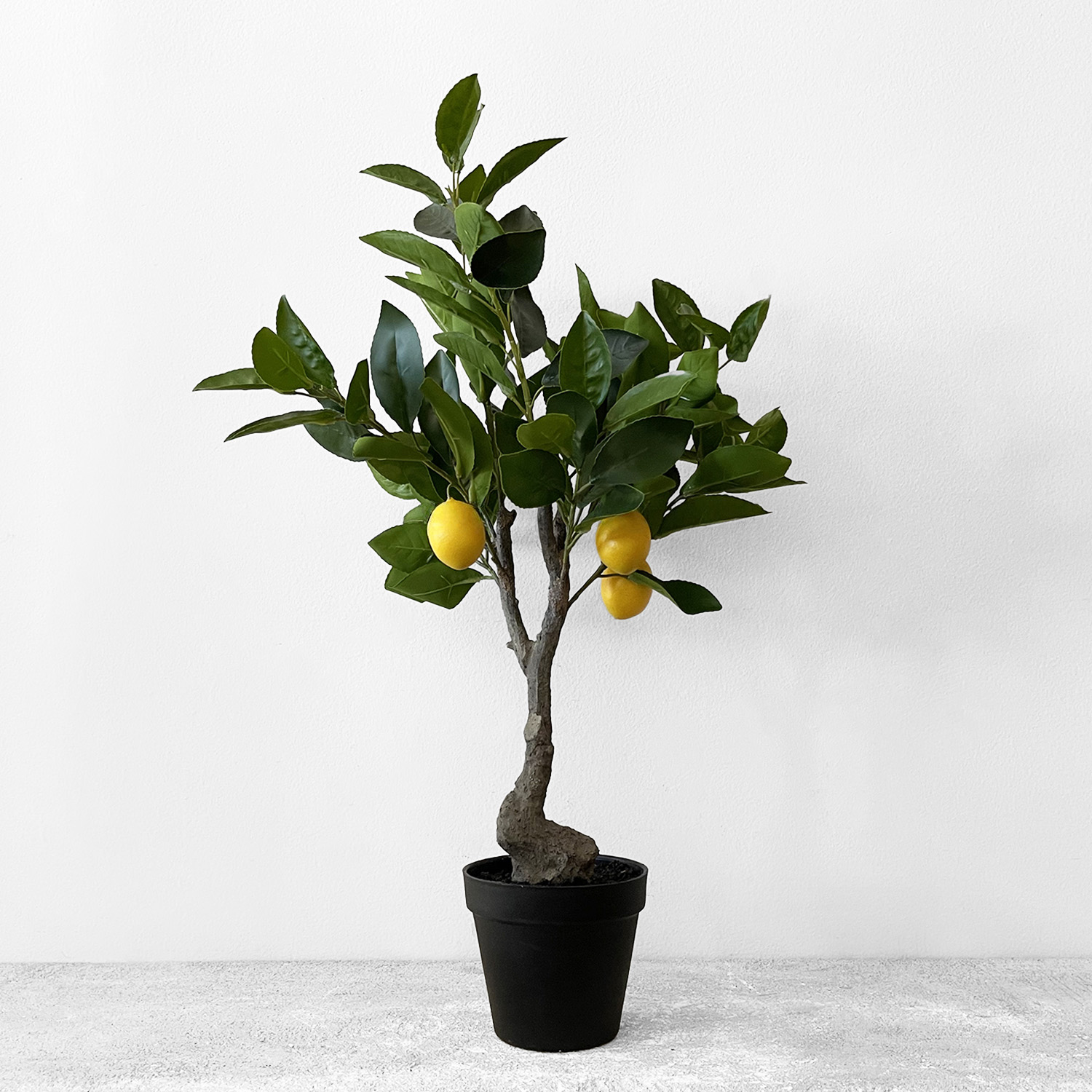 Citronnier
