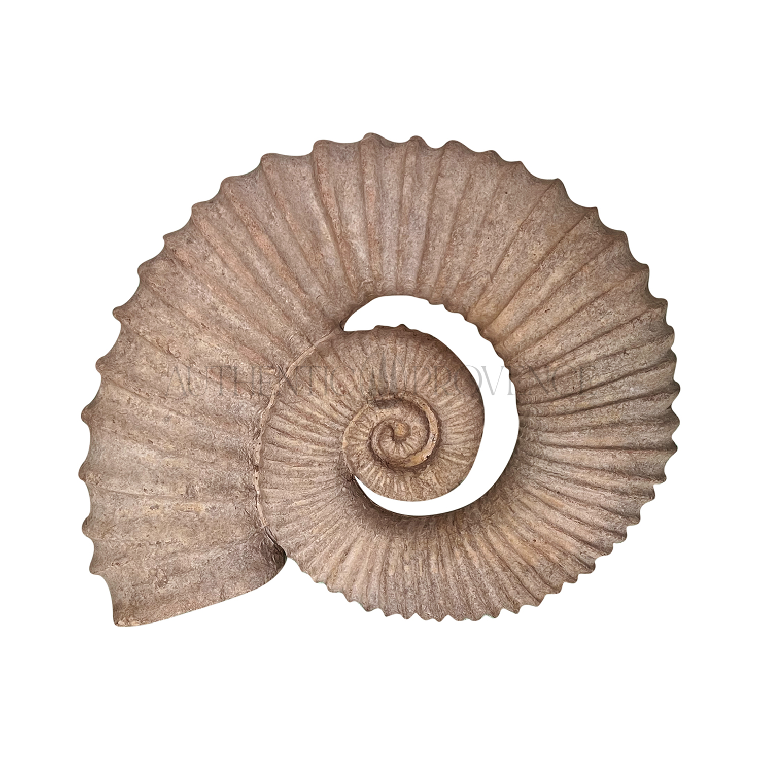 Vintage Shell Fossil