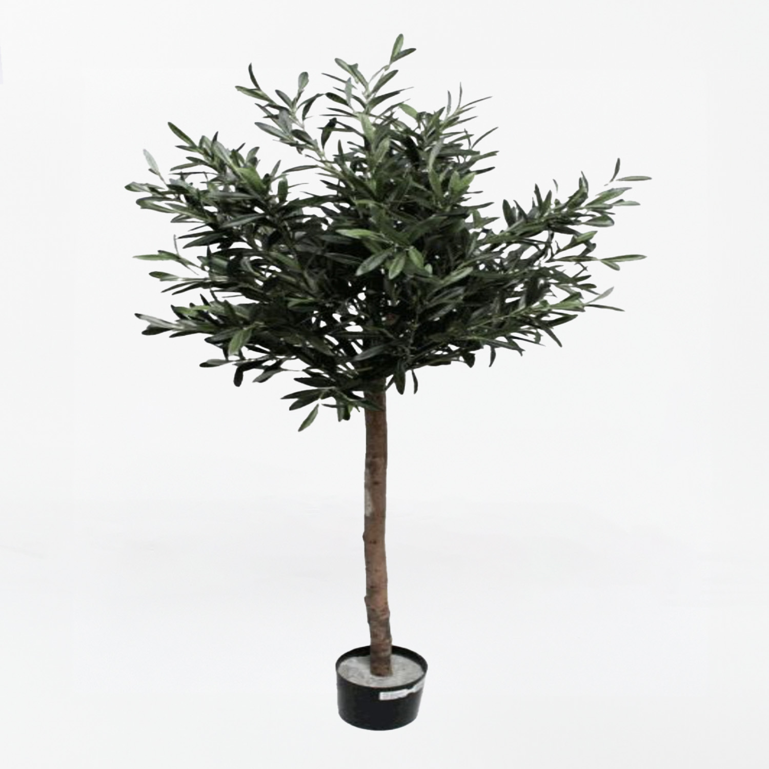 Olive Tree