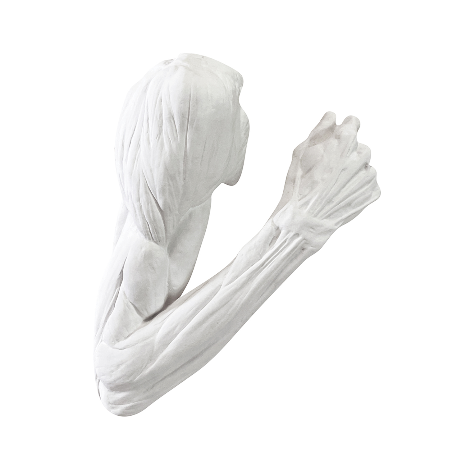 20th Century French Vintage Plaster Anatomical Arm After Jean-Antoine Houdon