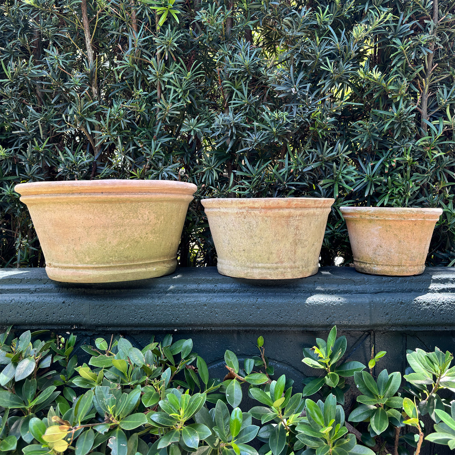 Aged Azalea Planters
