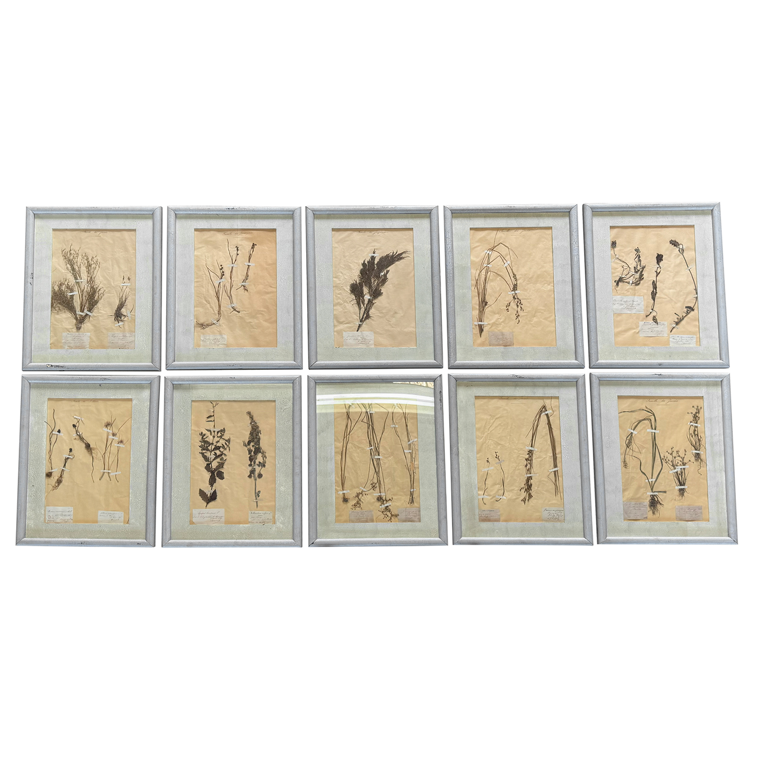 Set of Ten Framed 19th Century French Botanical Specimens