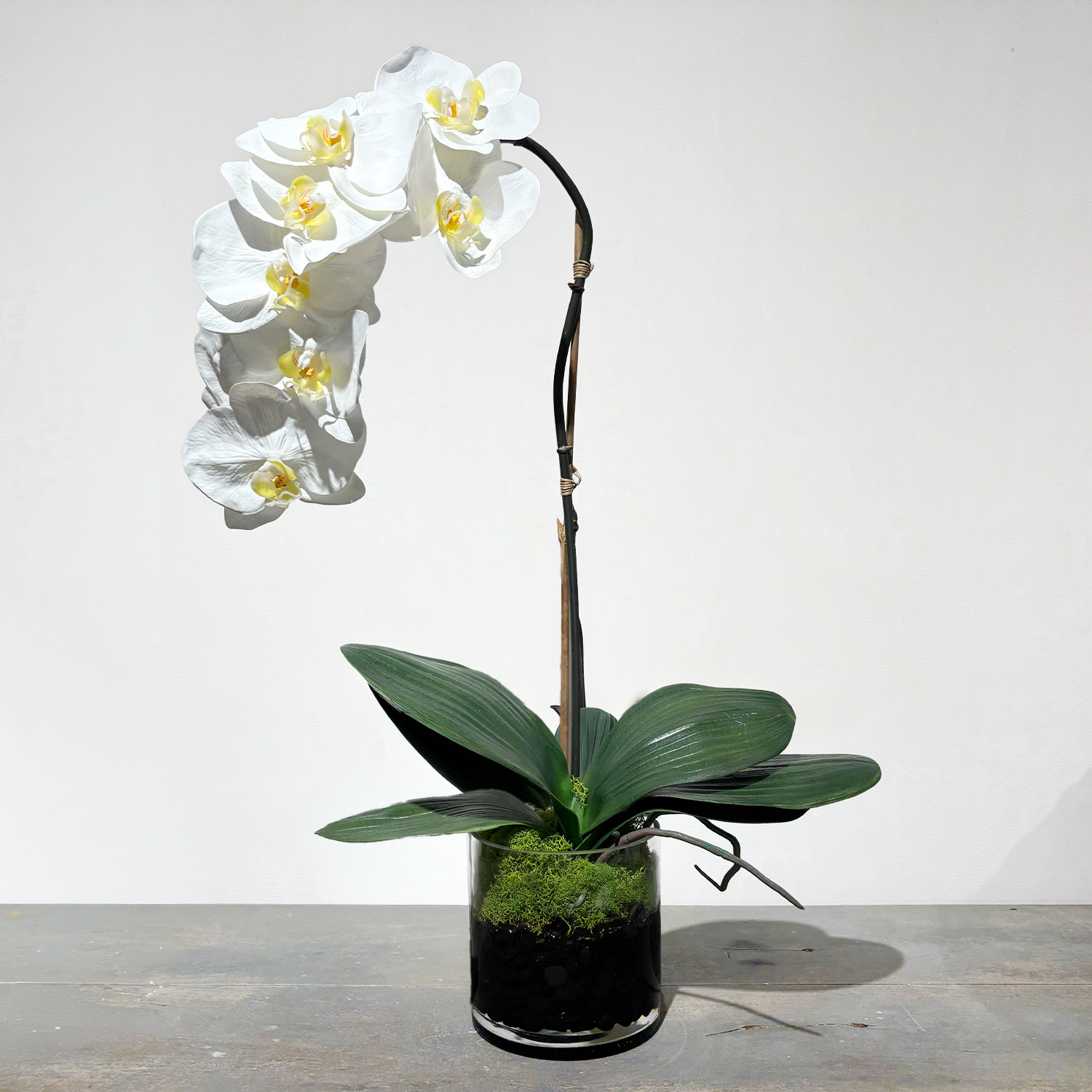 Phalaenopsis Orchid in Glass – Full Bloom Strand