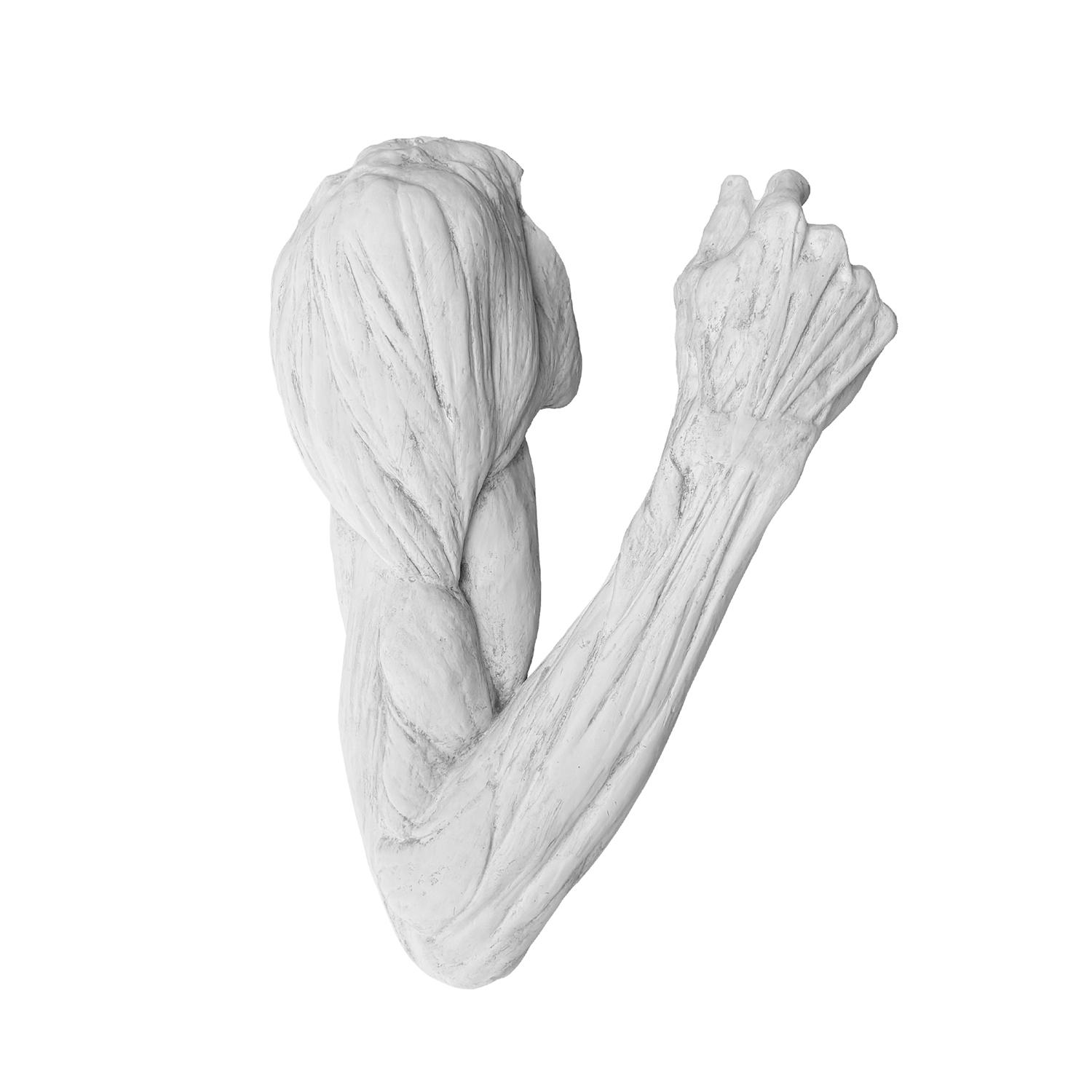 20th Century French Vintage Anatomical Plaster Arm After Jean-Antoine Houdon