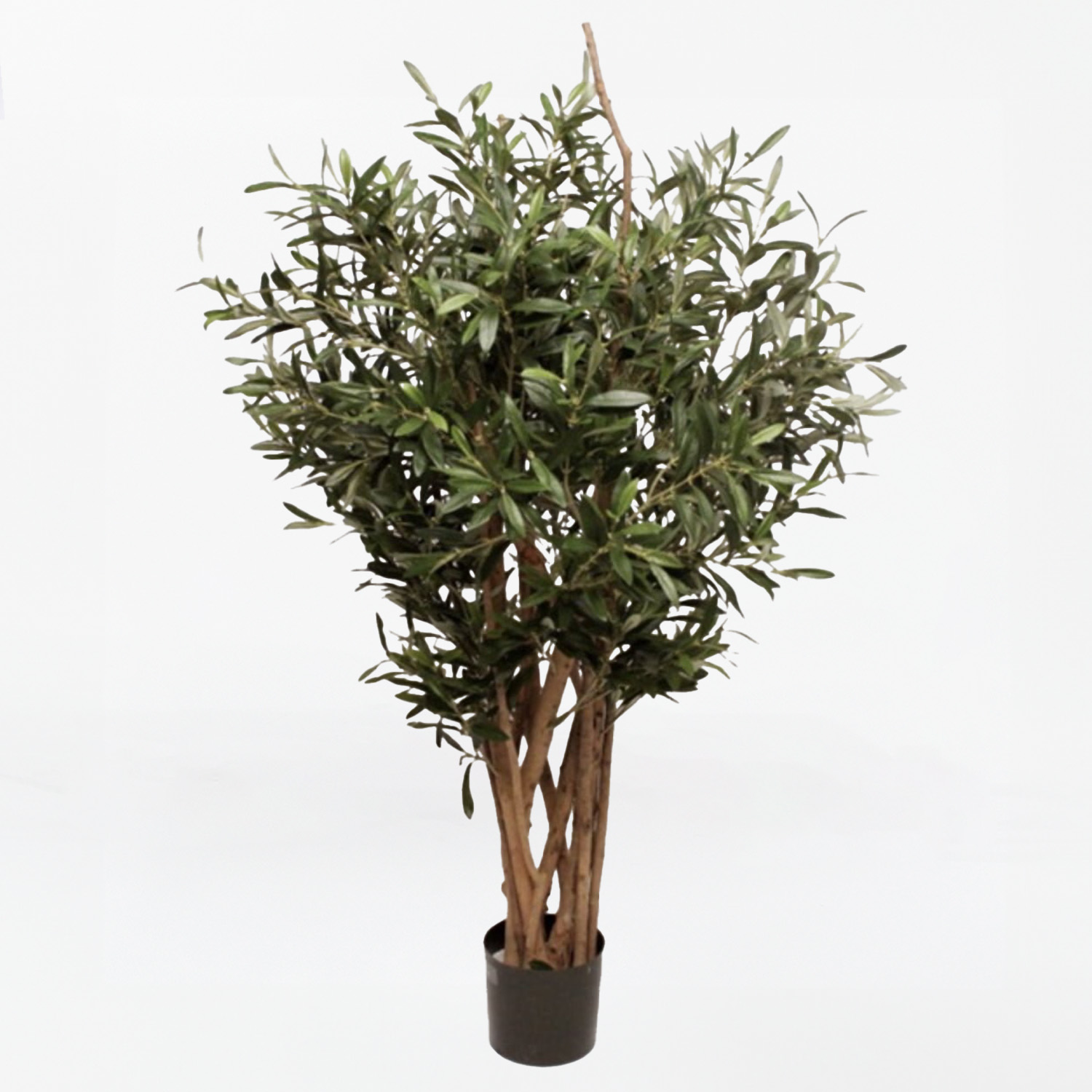 Jeune Arbre D’Olive