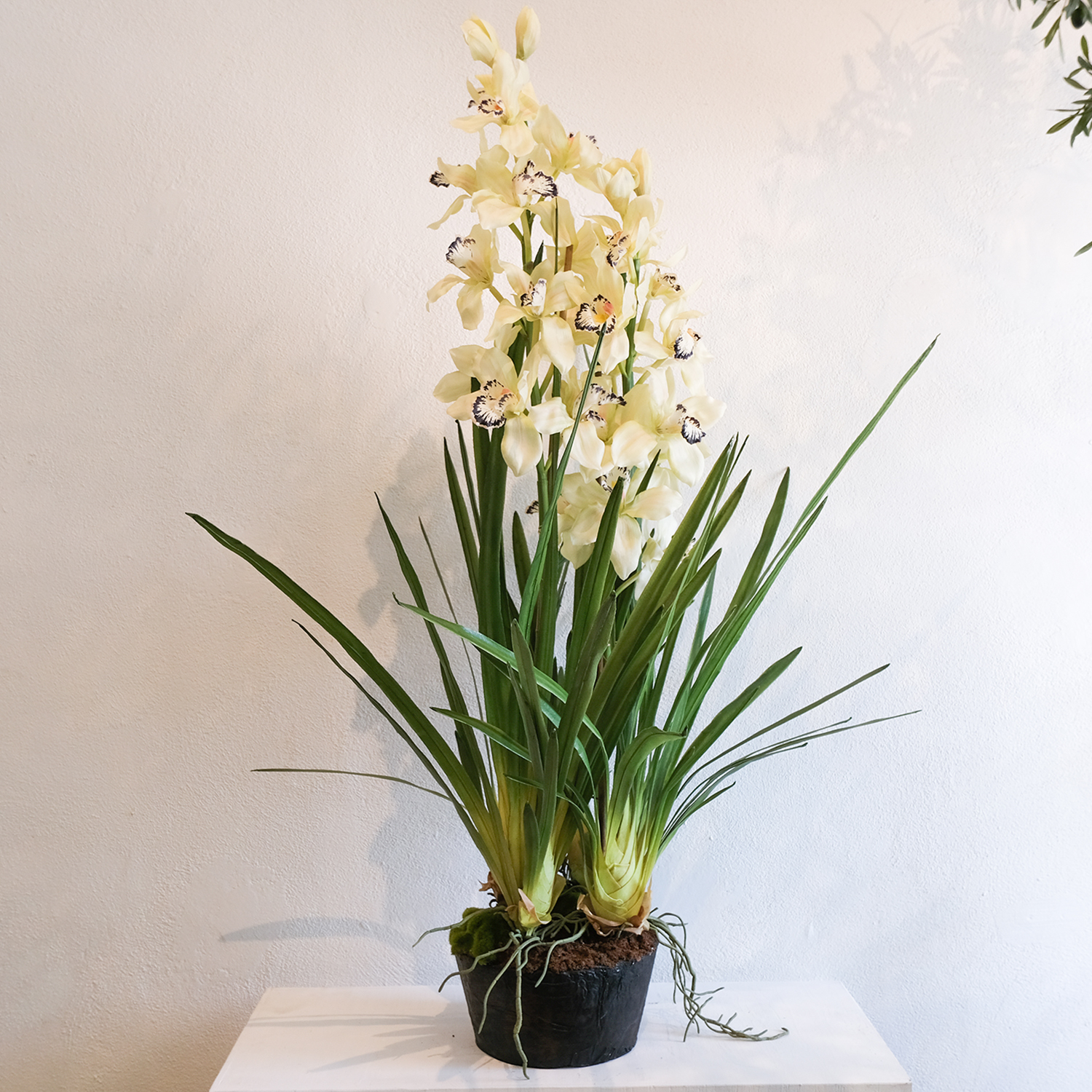 Large Cymbidium Orchid