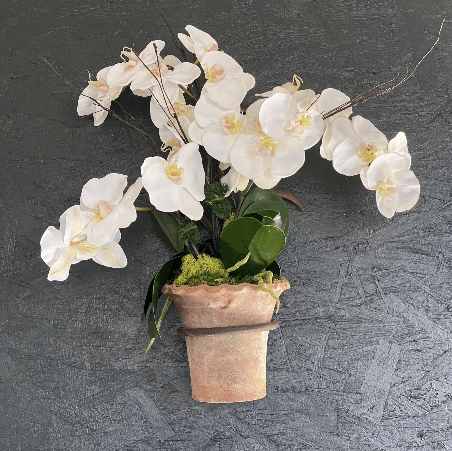Pair of Orchids in Hanging Planter