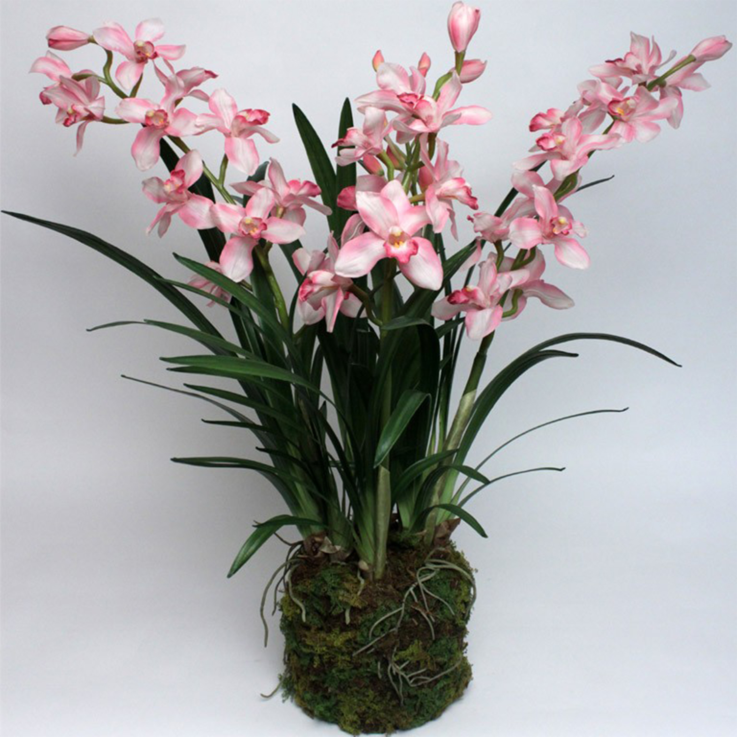 Cymbidium