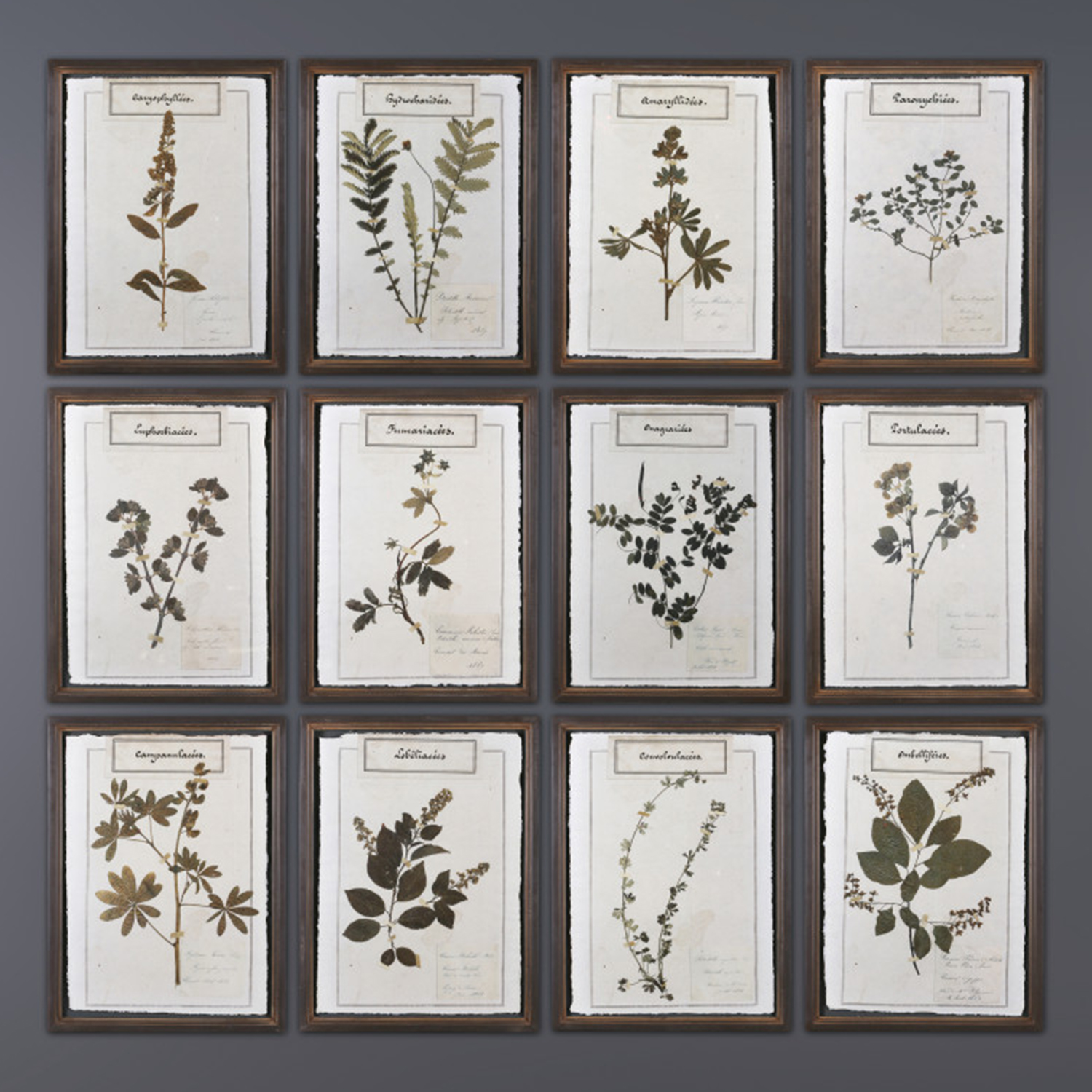 Set of Twelve French Herbal Wall Frames