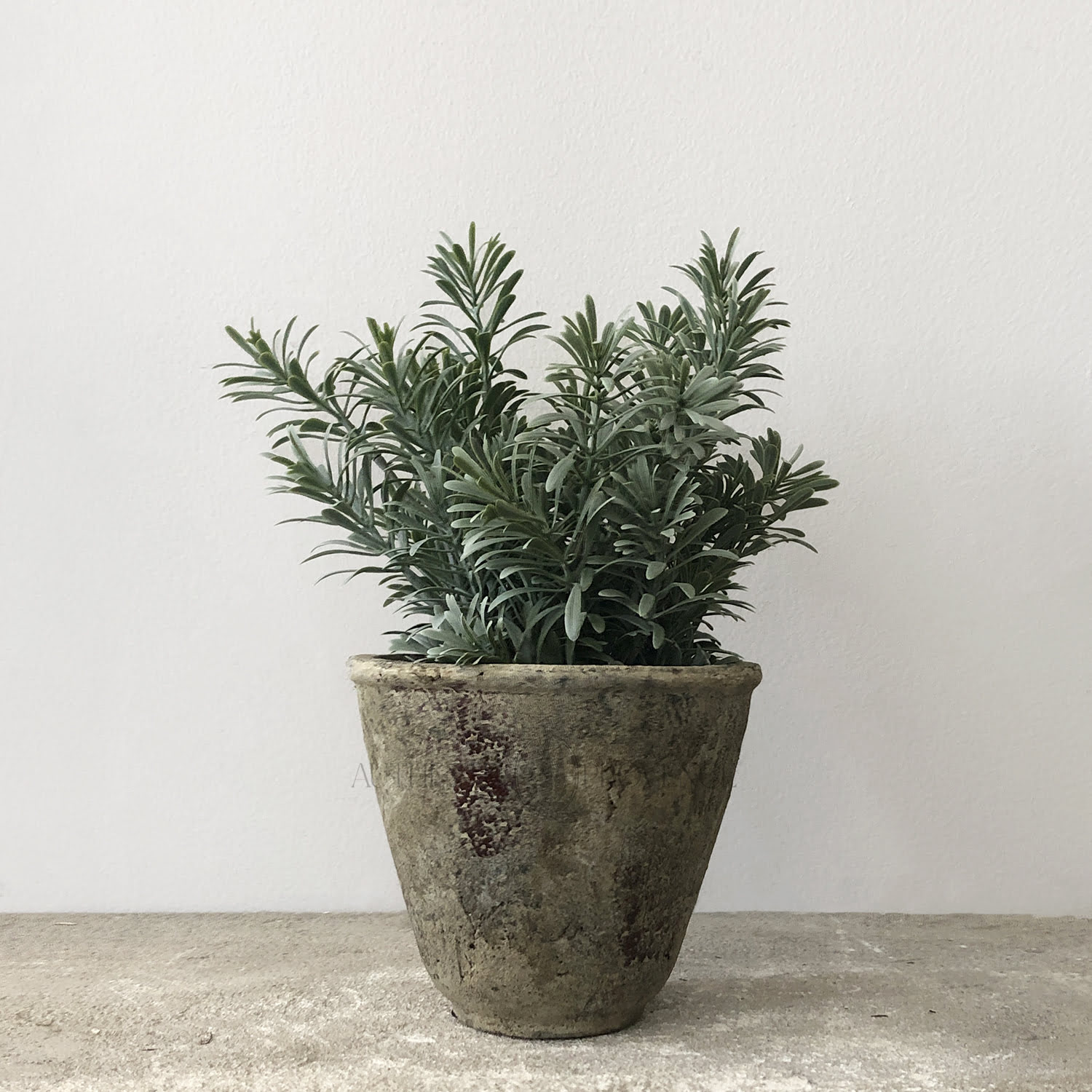 Crossostephium Plant