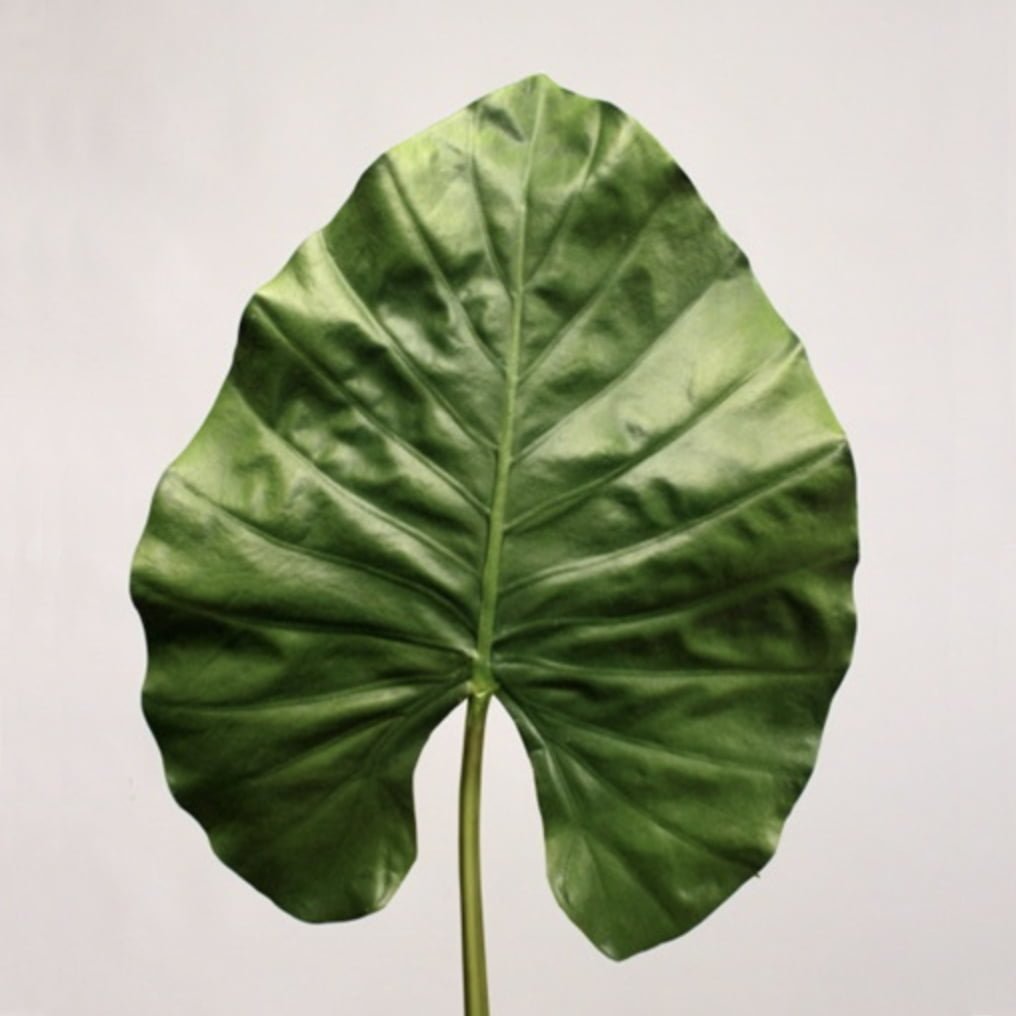 Alocasia Leaf