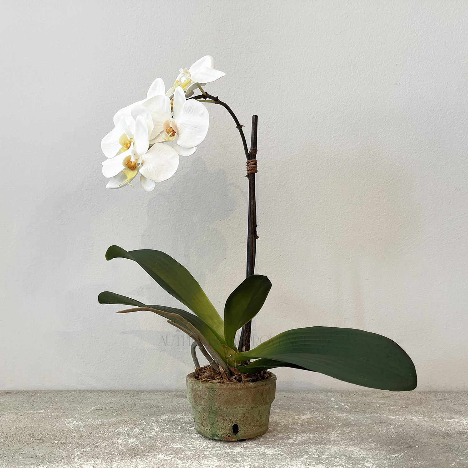 Orchid in Shallow Pot