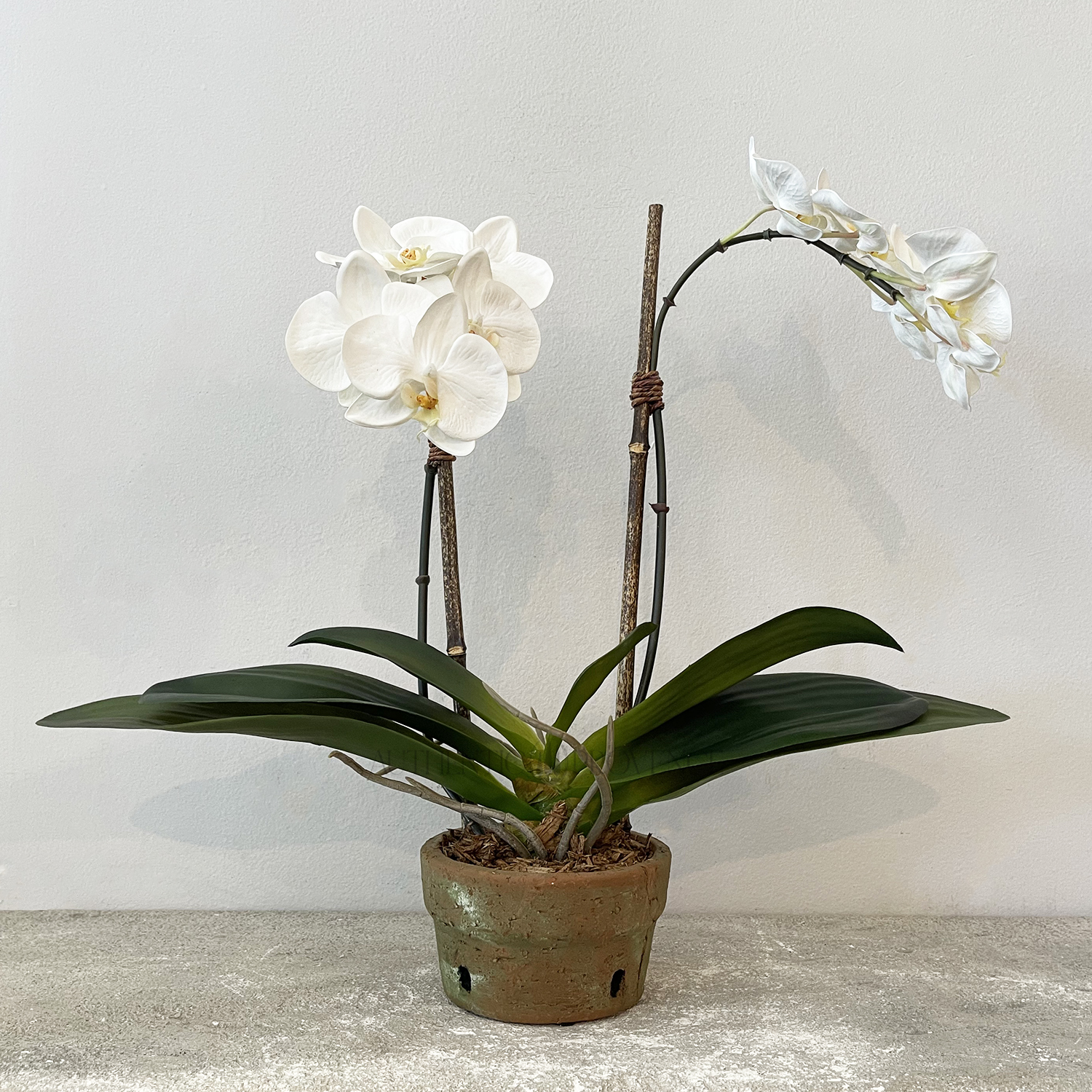 Orchid in Terra Cotta Pot