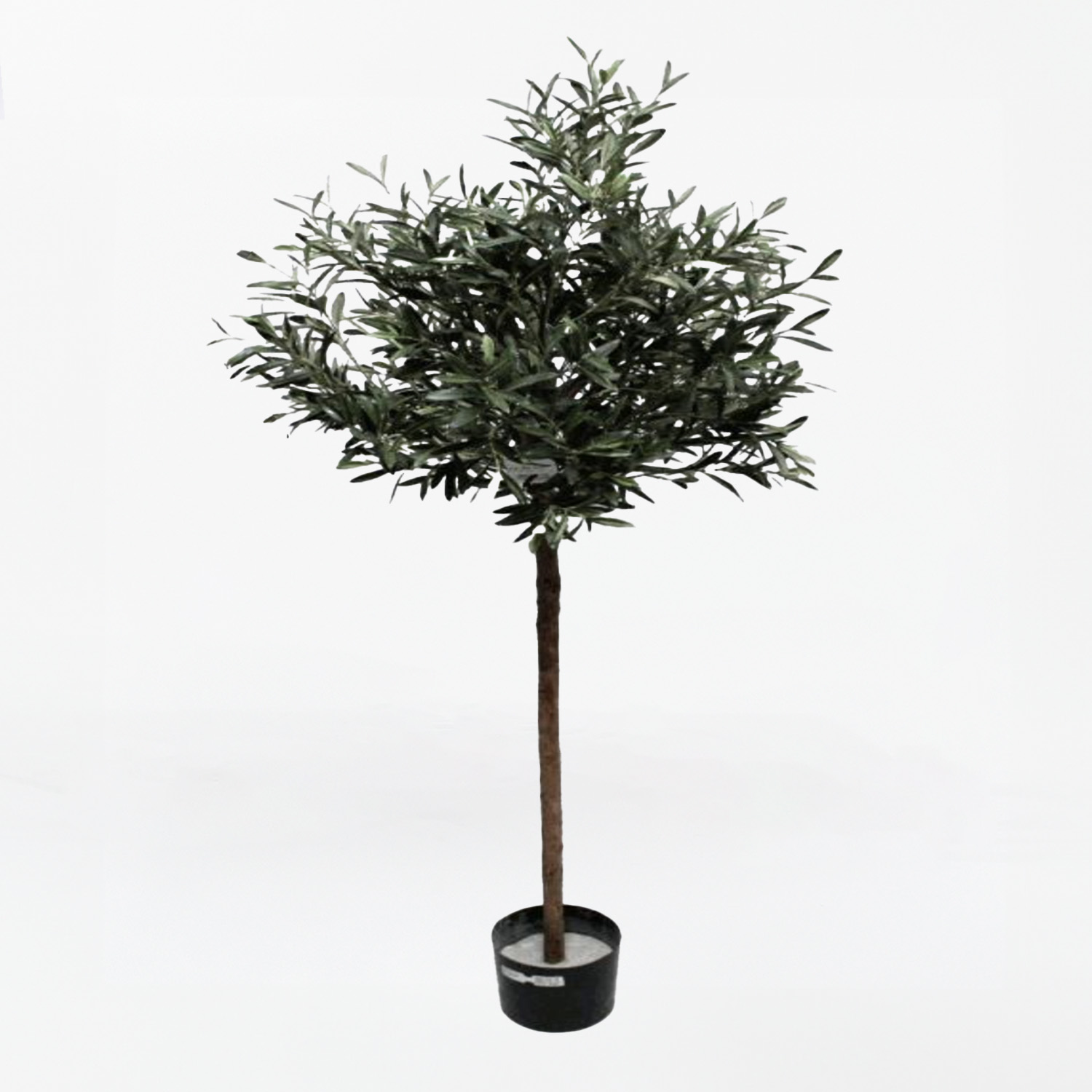 Olive Tree