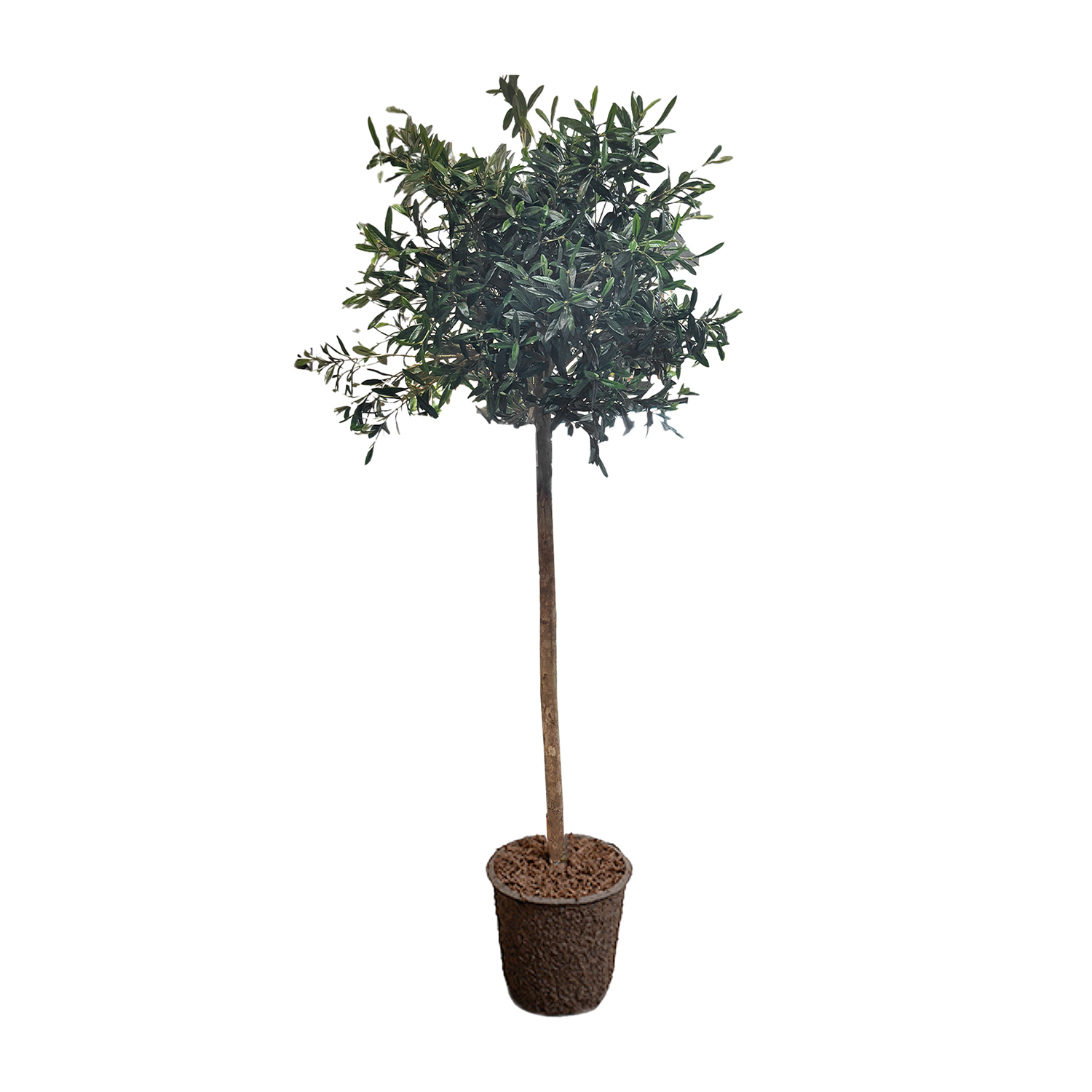 Olive Tree