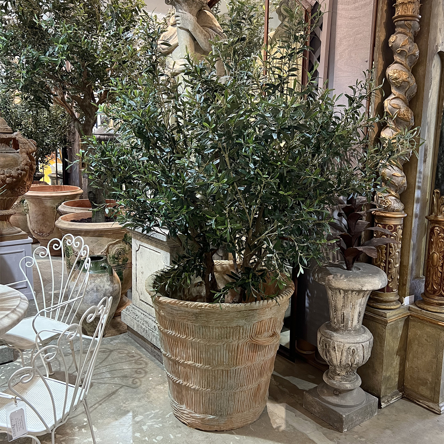 Olive Tree