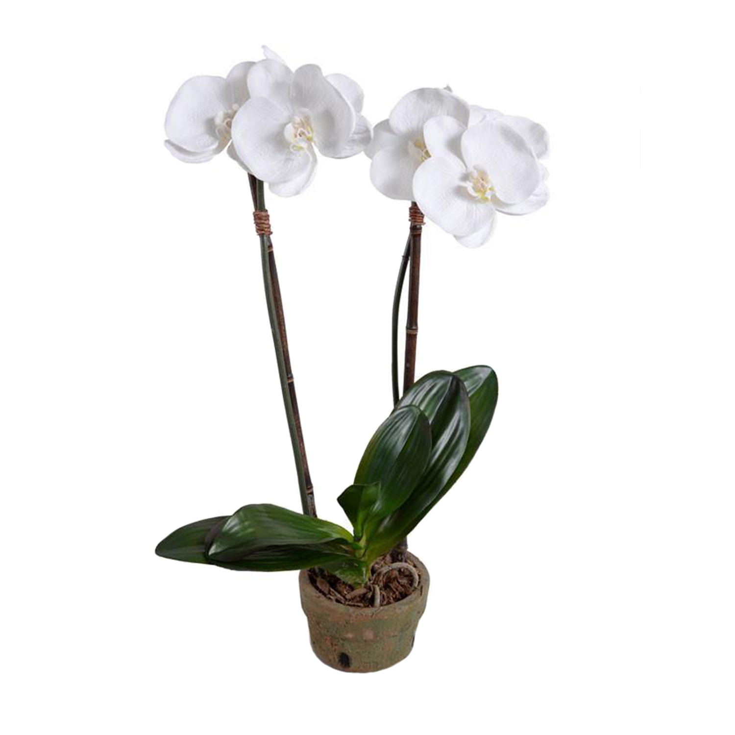 Phalaenopsis Orchid in Rustic Terracotta