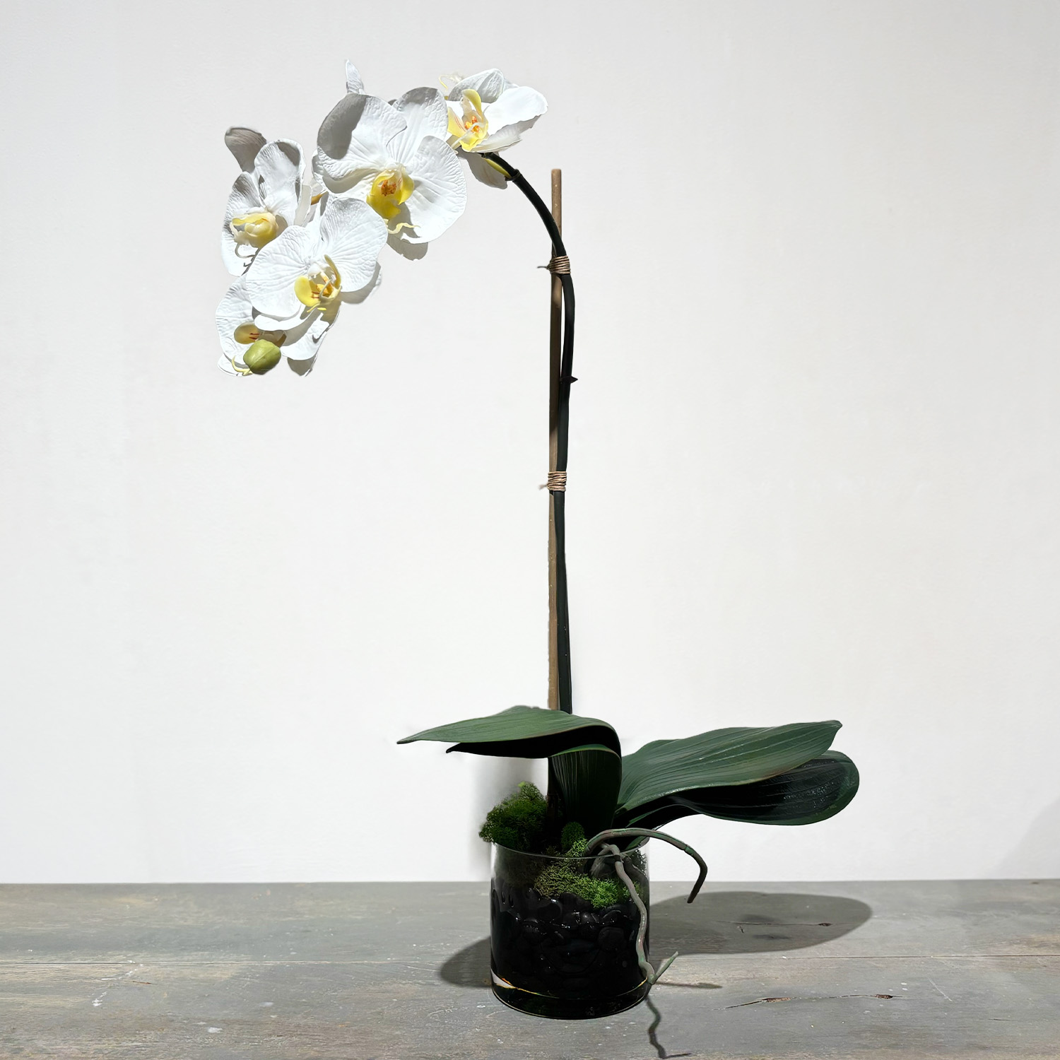 Phalaenopsis Orchid in Glass – Delicate Strand