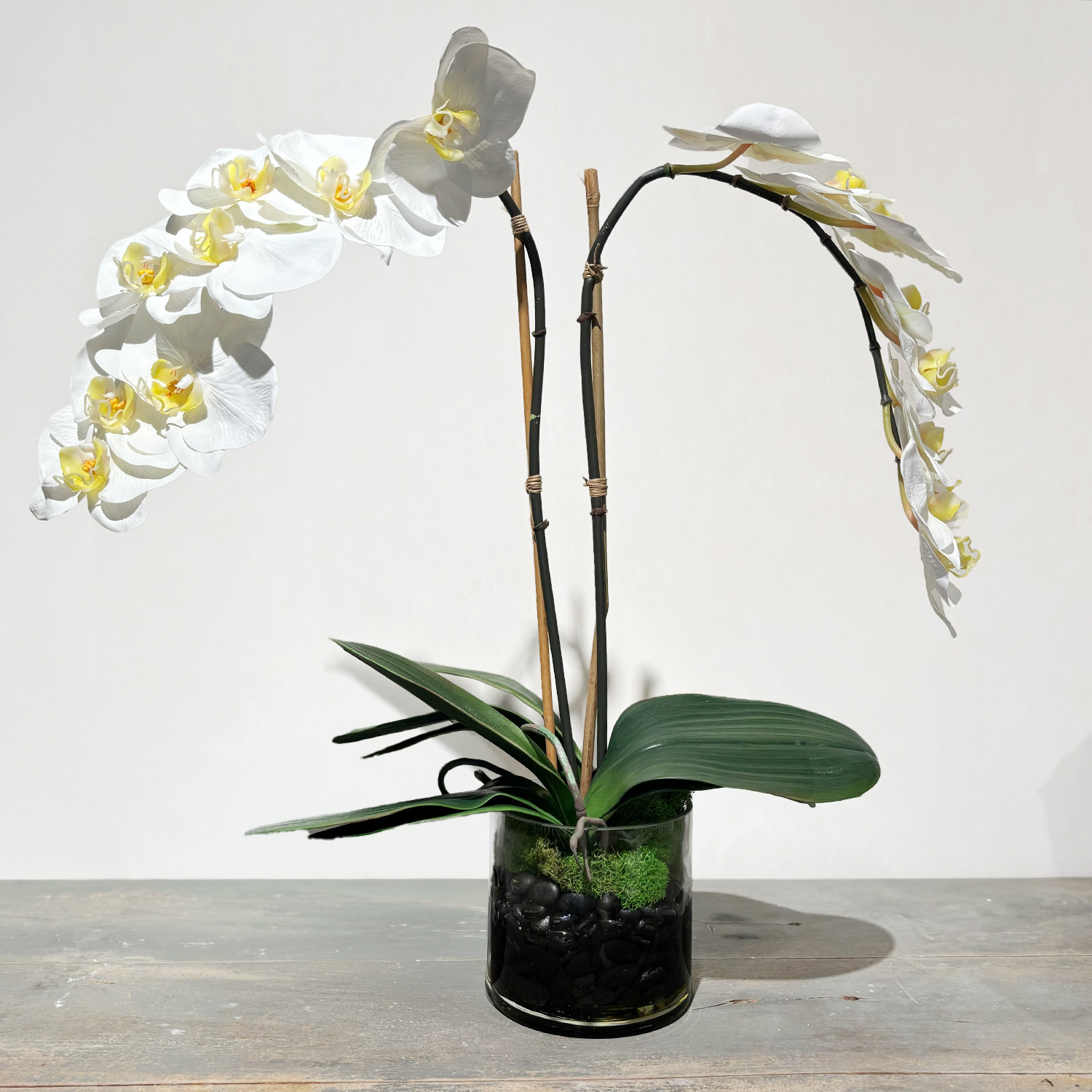 Phalaenopsis Orchid in Glass – Two Strands