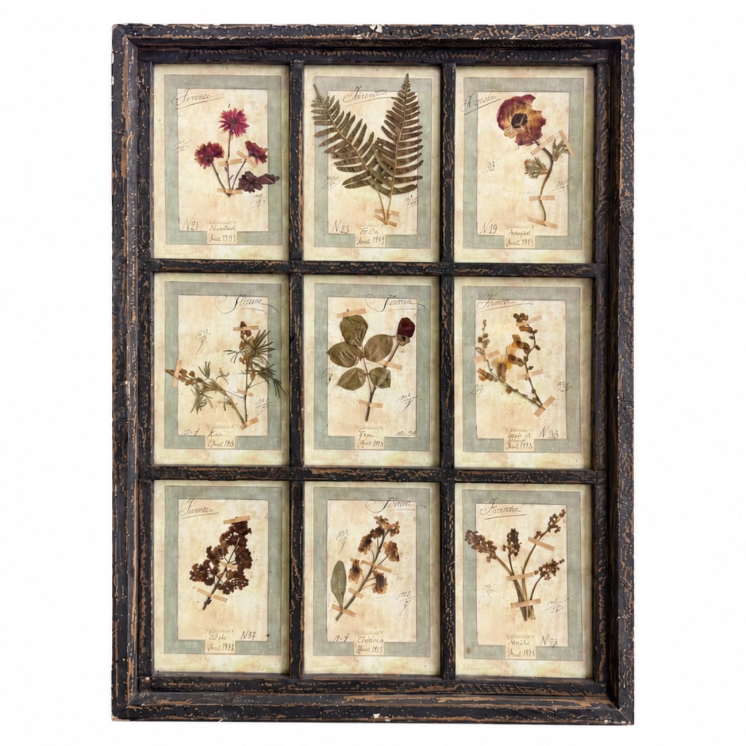 1913 Antique French Framed Herbarium – Set of 9 Pressed Flower Specimens