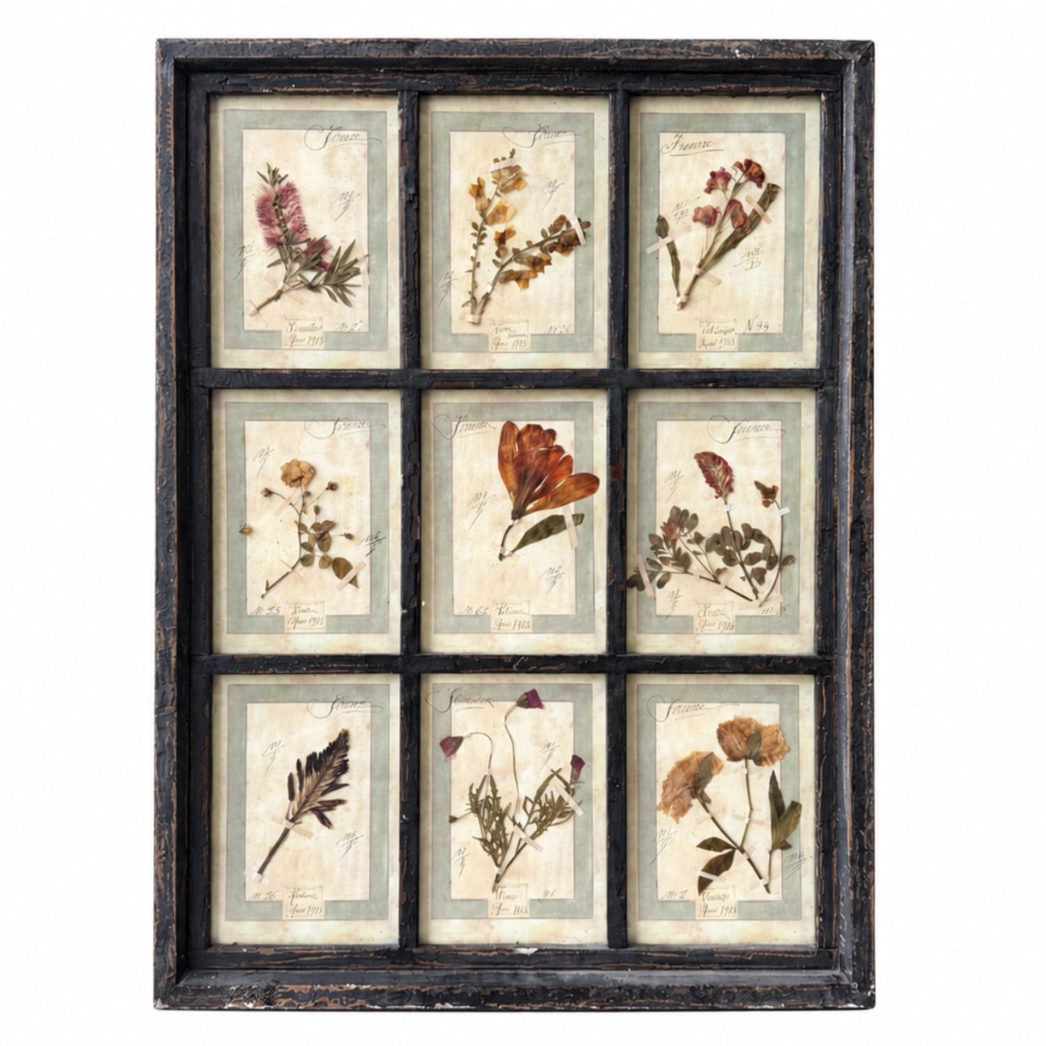Framed 1913 French Botanical Herbarium Collection in Black Compartment Frame