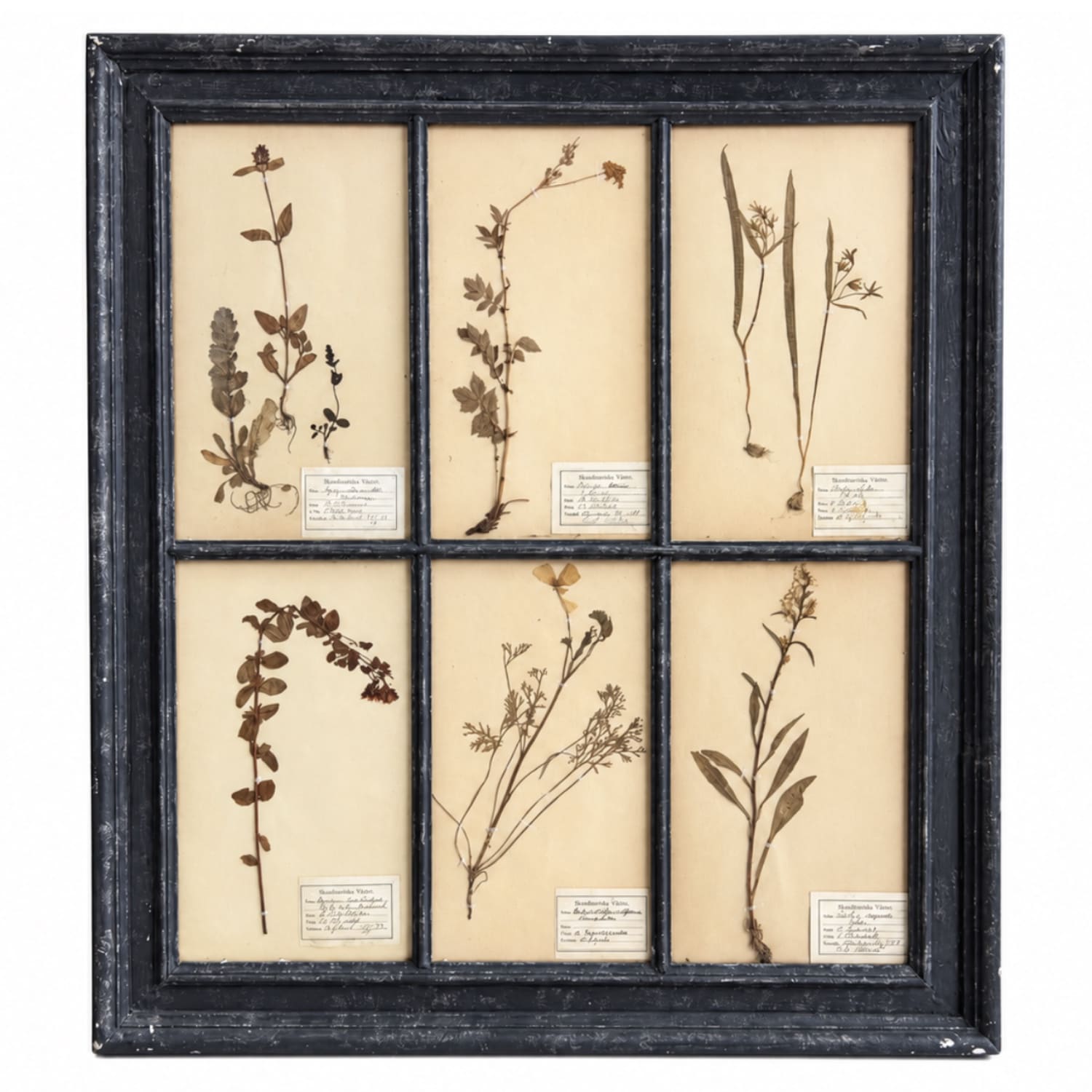 Pair of Antique Wall Black Framed Herbal Reliefs