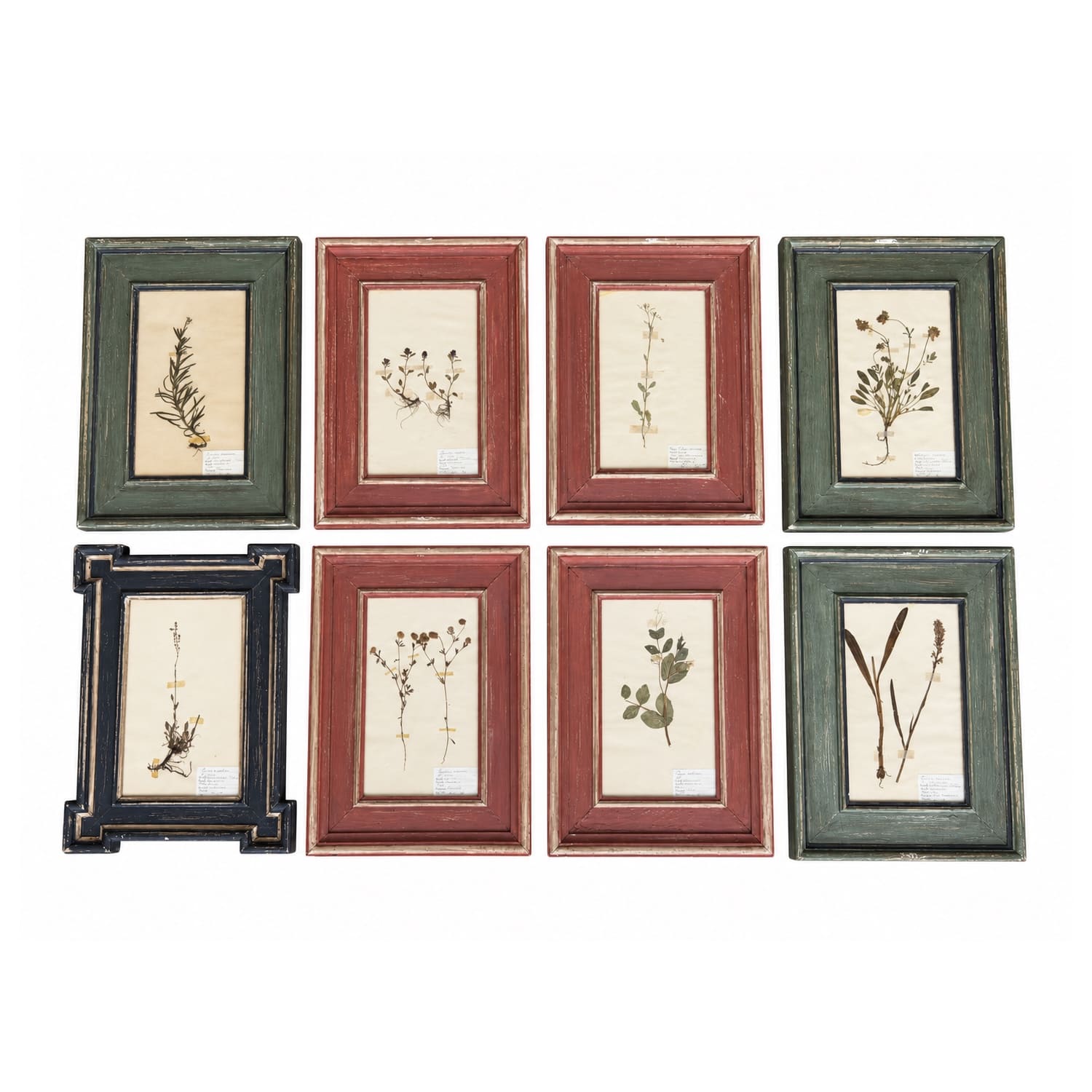 Collection of Antique Framed Botanical Specimens in Red, Green and Black Frames, France