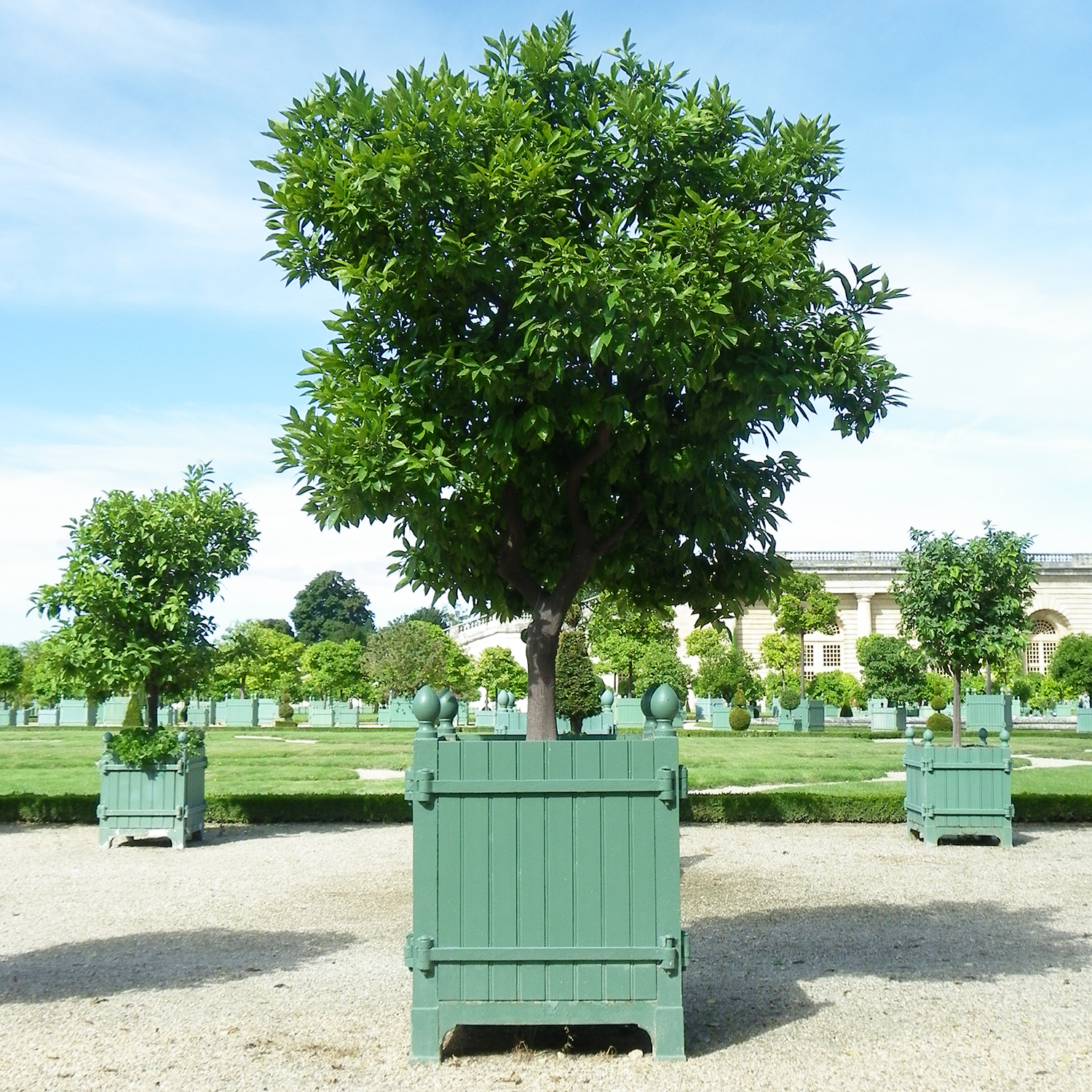 Versailles Garden Planter