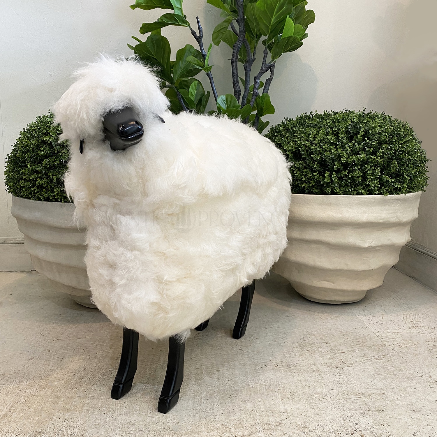 Black Horned Sheep
